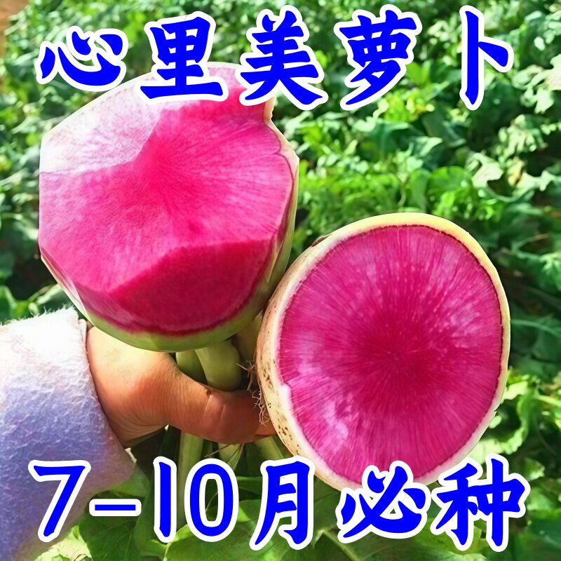 心里美萝卜种子满堂红水果红心四季秋季红肉萝卜籽种籽蔬菜种孑冬