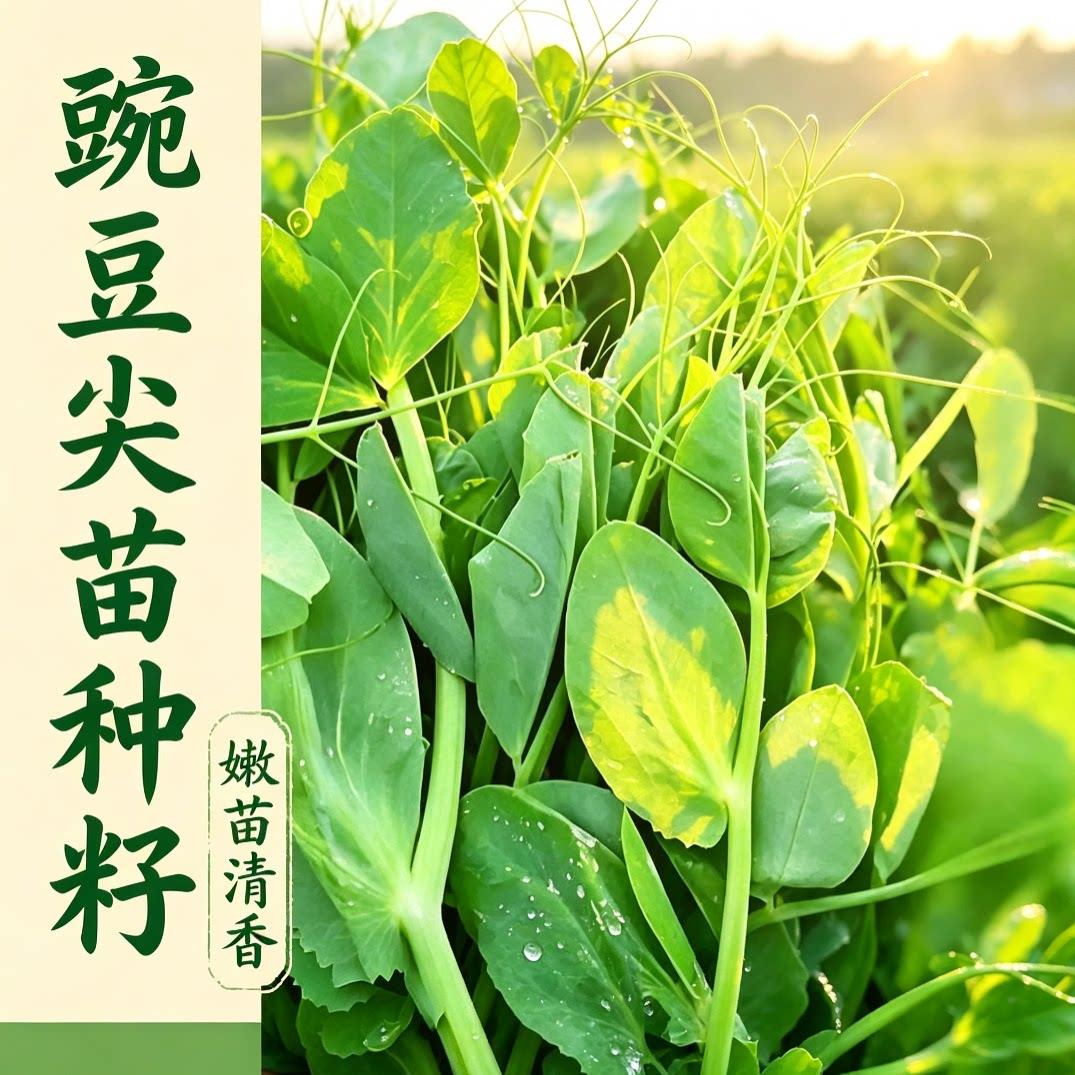 豌豆尖种子甜脆豌豆苗种专吃豌豆尖种籽阳台盆栽蔬菜种孑
