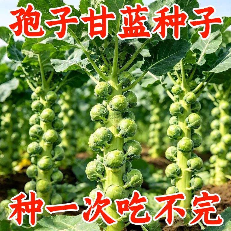 抱子甘蓝种子四季高产庭院易种