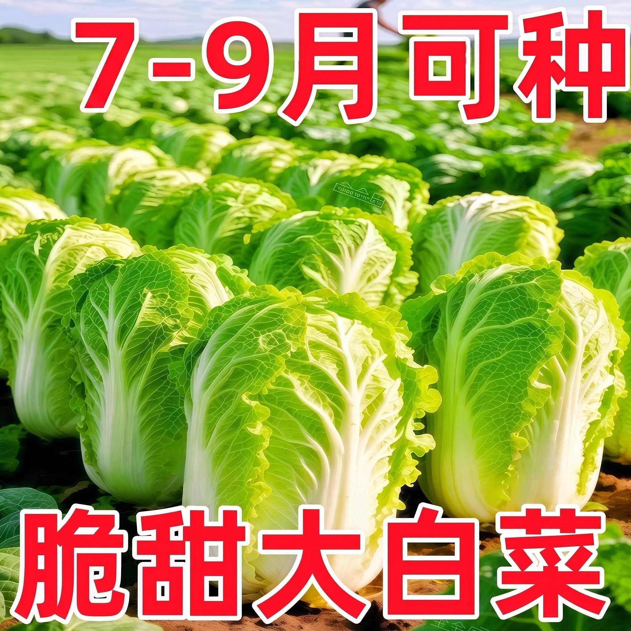 夏日大白菜种子冬储王18斤东北高产特大抗病耐寒耐储藏越冬白菜籽