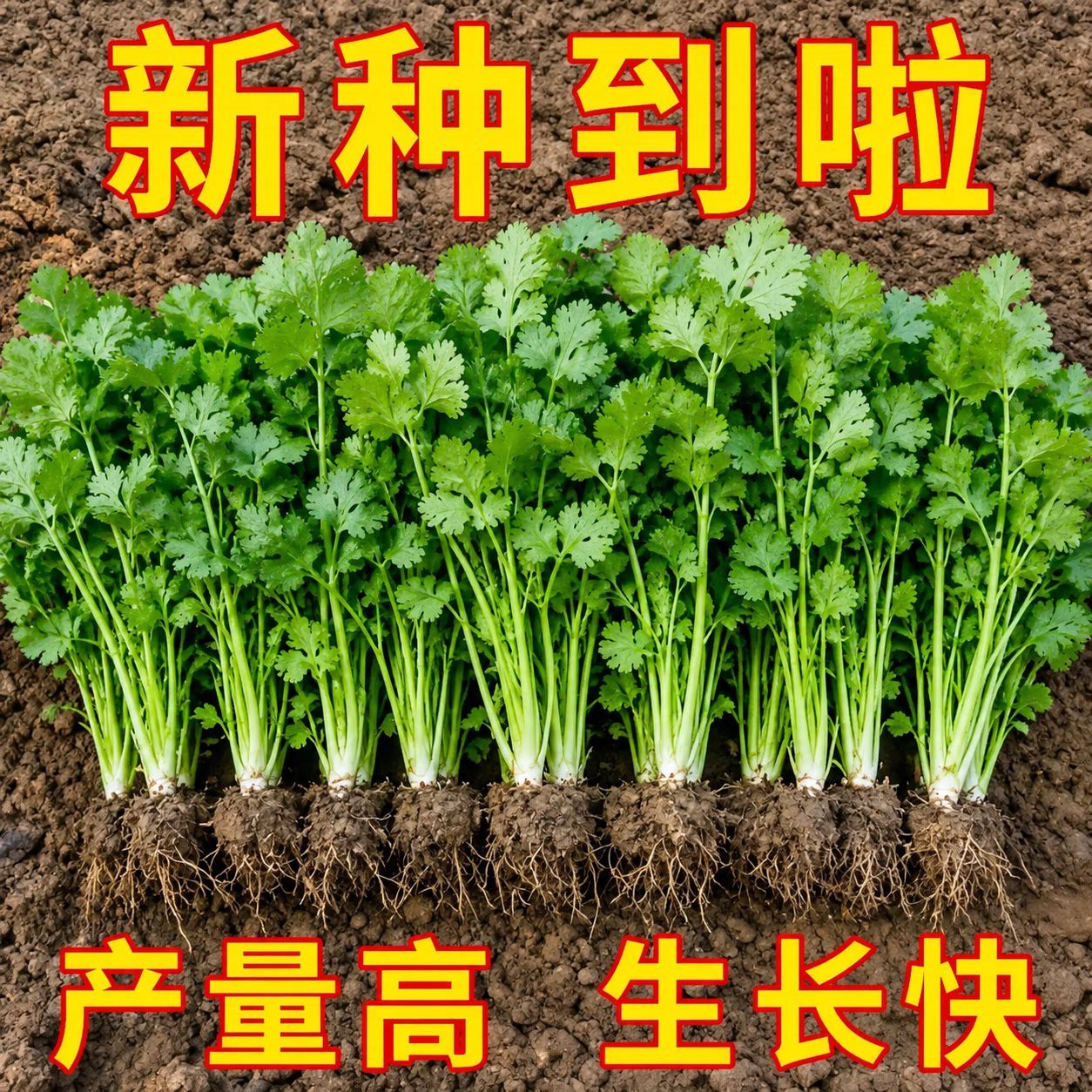 山东速生小叶香菜种子四季播