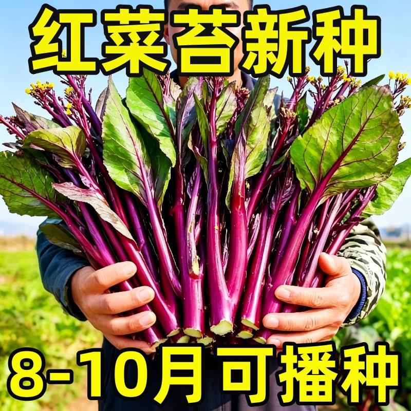 红菜苔种子早熟高产耐寒四季播