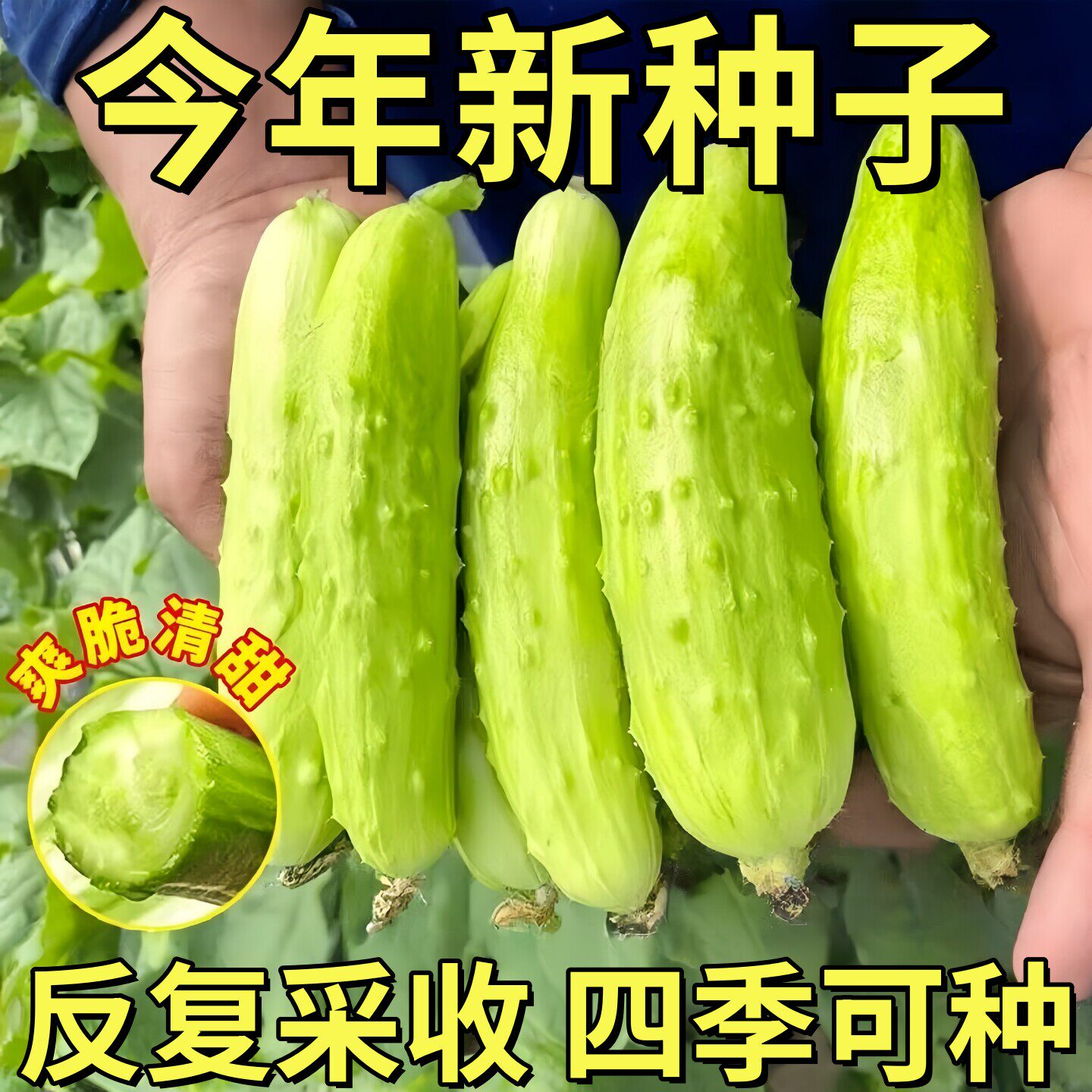 四季高产多汁奶油白玉黄瓜种子