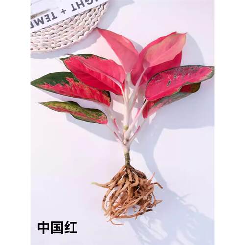 彩叶室内水培万年红大苗四季好养