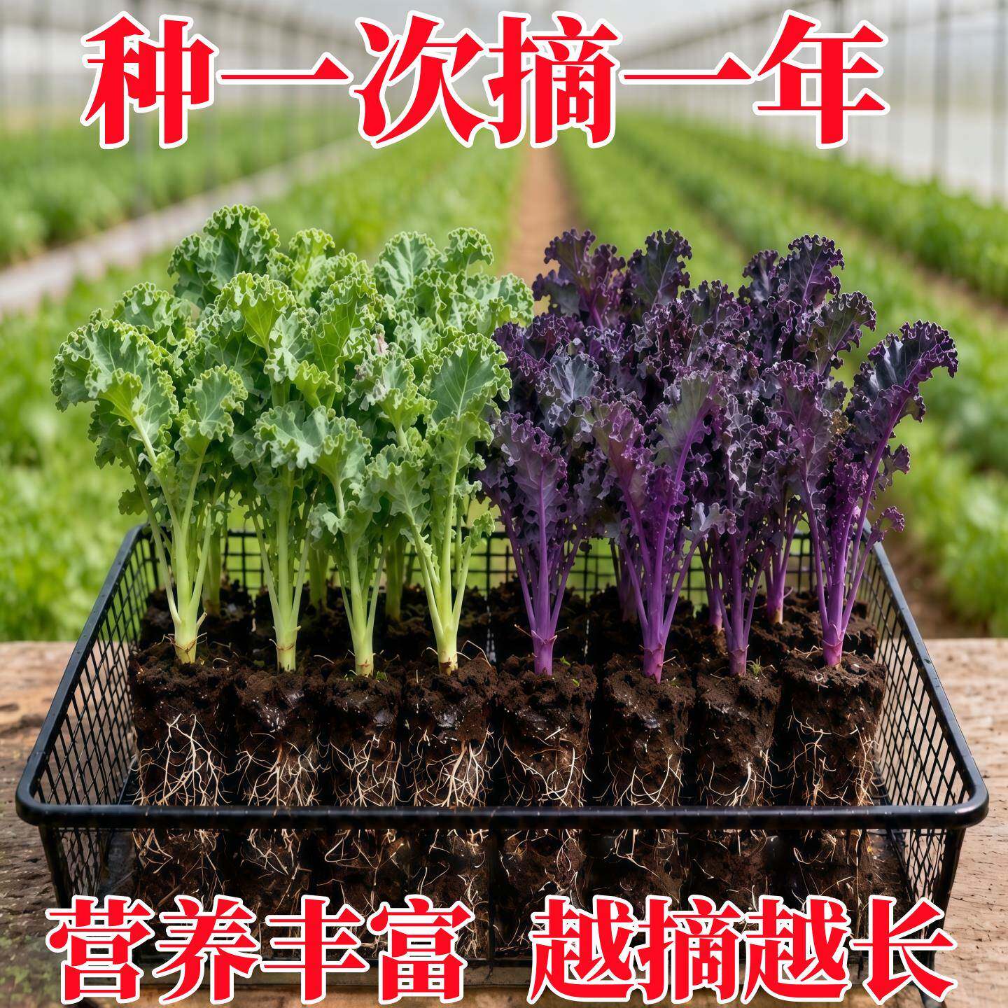 羽衣甘蓝苗盆栽大苗雨衣秧苗蔬菜食用种子苗种幼苗耐寒阳台菜苗