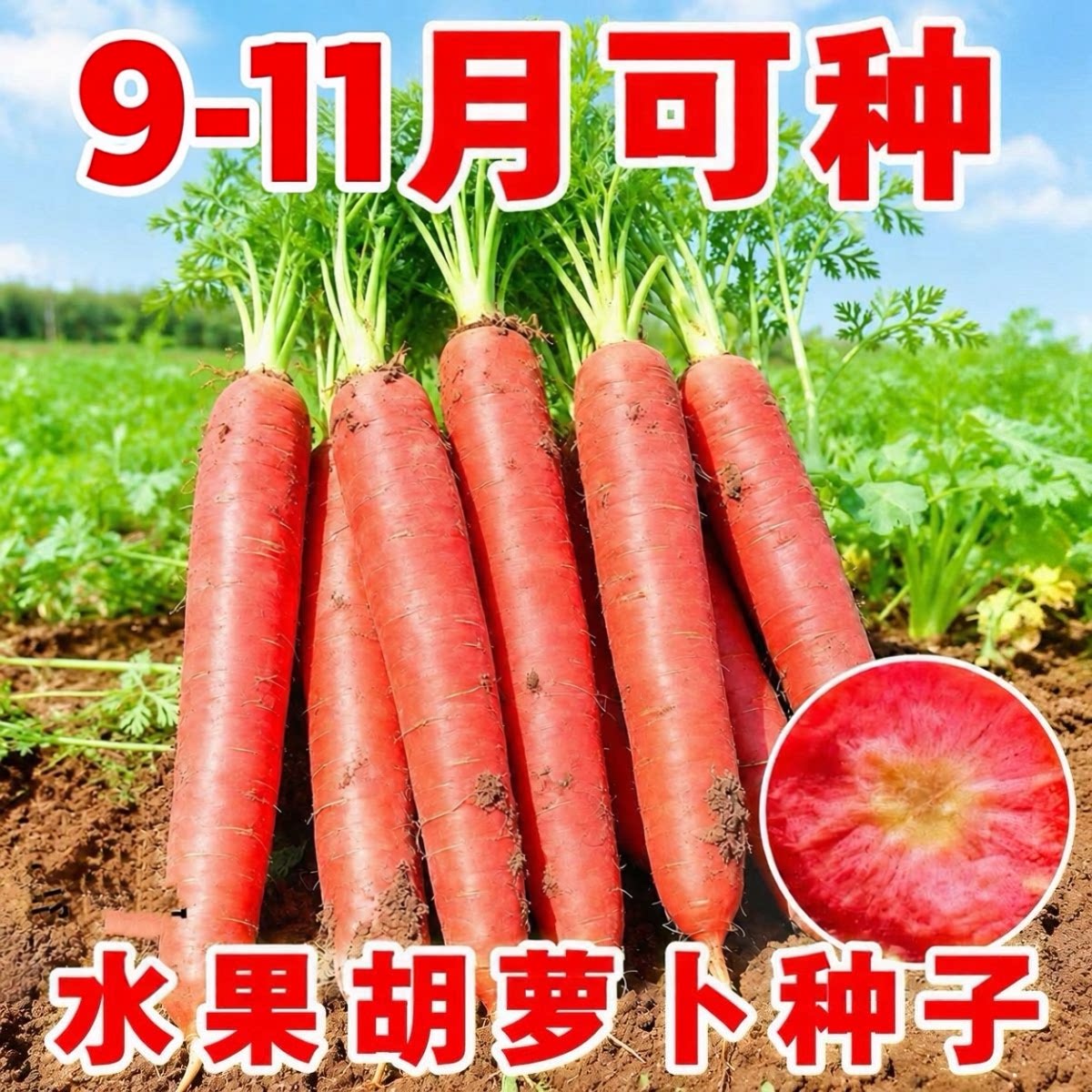 秋播甜脆可生吃水果胡萝卜种子