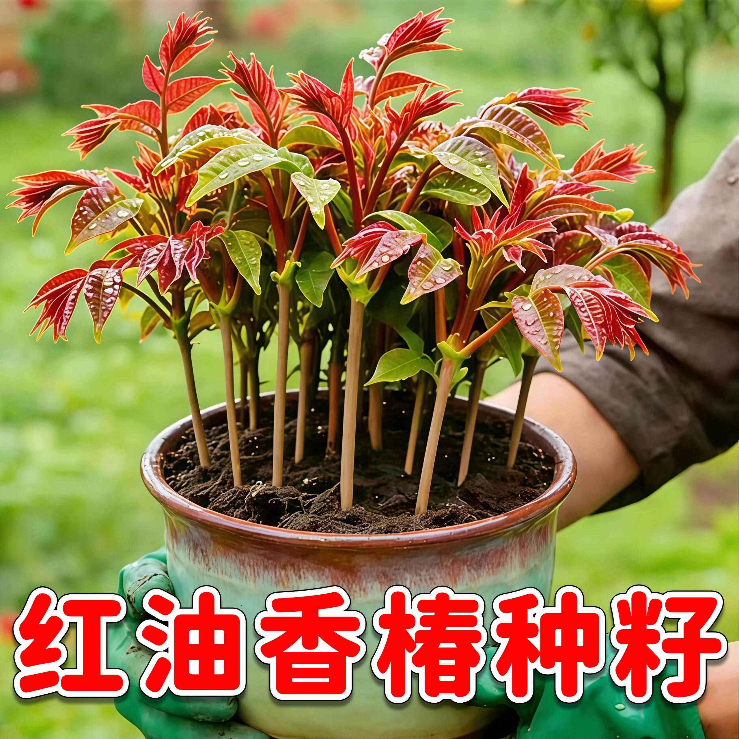 红油香椿苗春播四季食用香椿树苗庭院阳台水培红香椿芽菜苗种籽