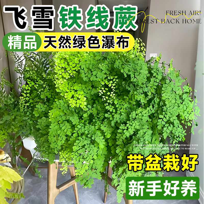 铁线蕨水培耐阴室内外常青盆栽