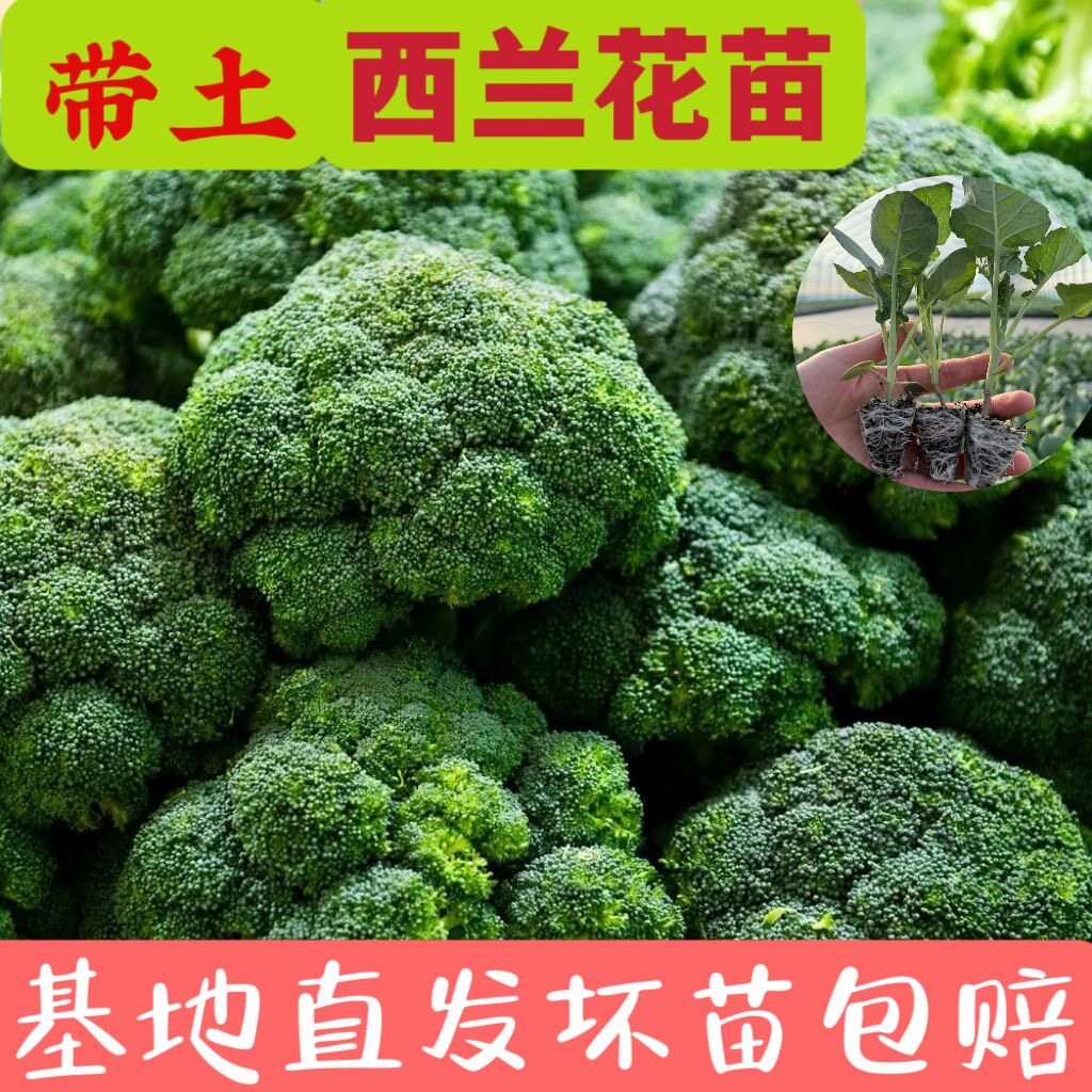 寿光耐热耐寒西兰花苗带土球