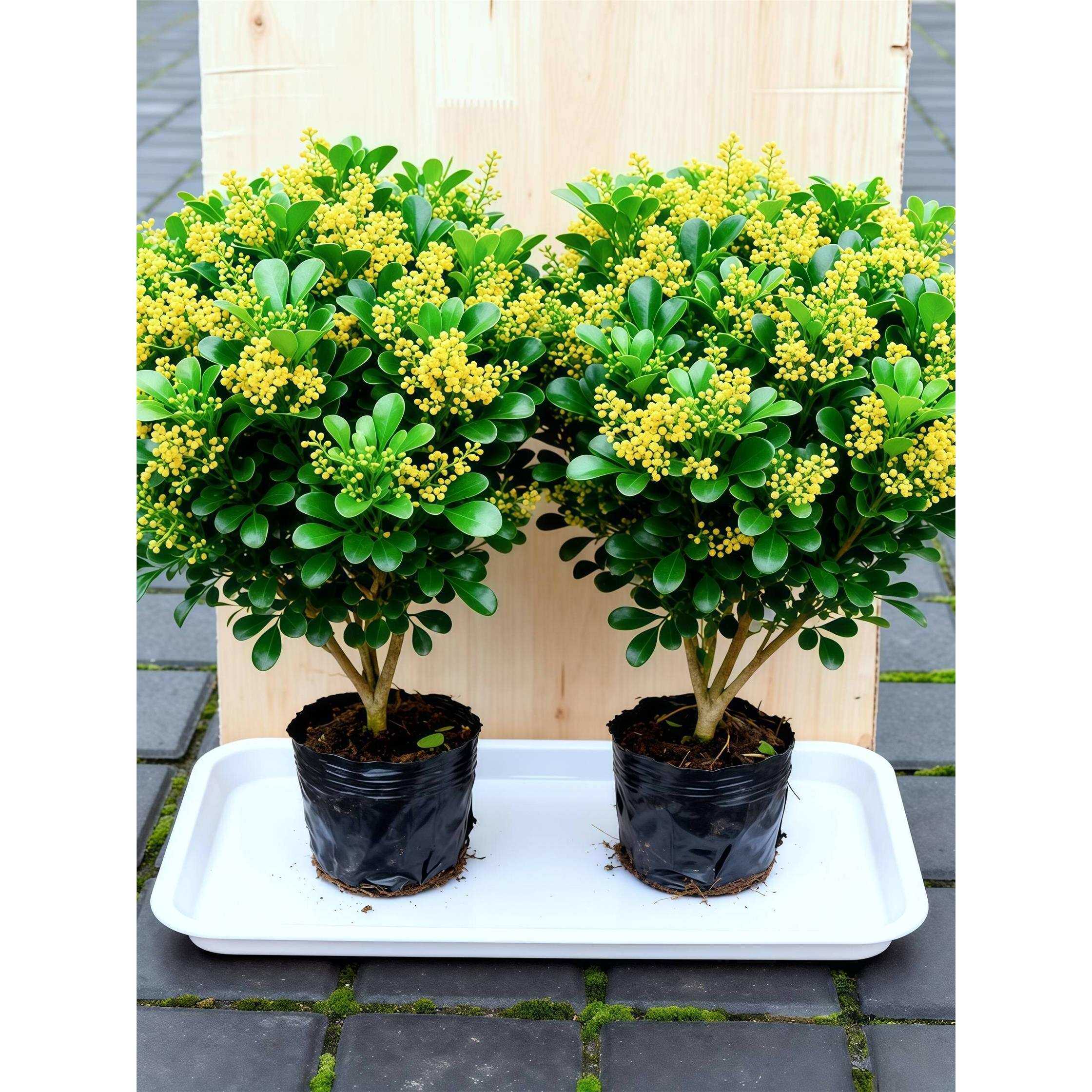 香水米兰花盆栽带花苞室内花卉绿植老桩树苗阳台植物好养易活盆景