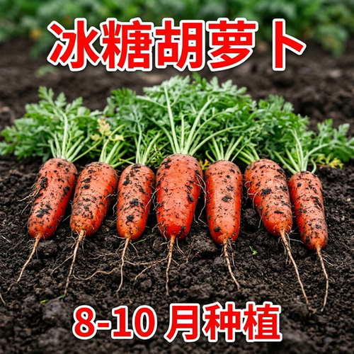 九寸三红胡萝卜耐热耐寒脆甜生吃