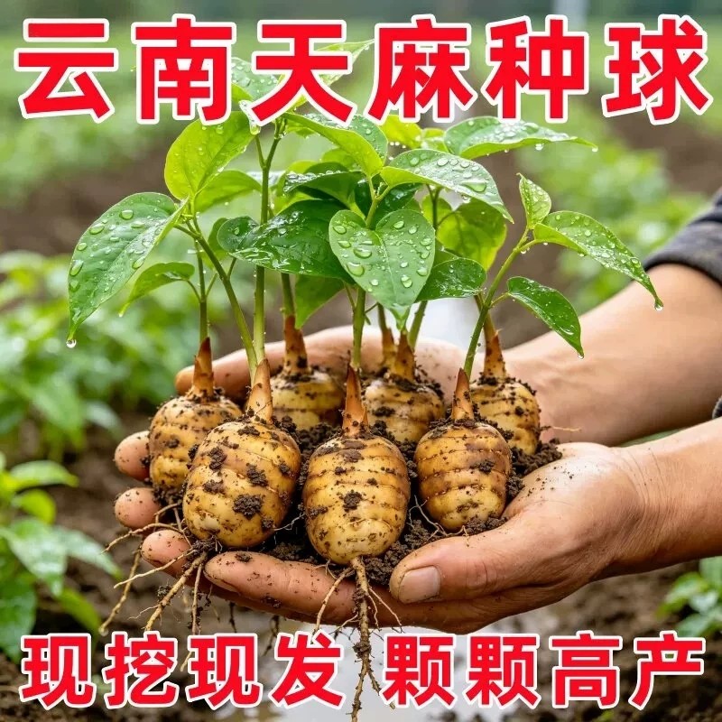 现挖新鲜天麻种散装1代天麻种苗乌红杂交0代种球三下窝框栽种植