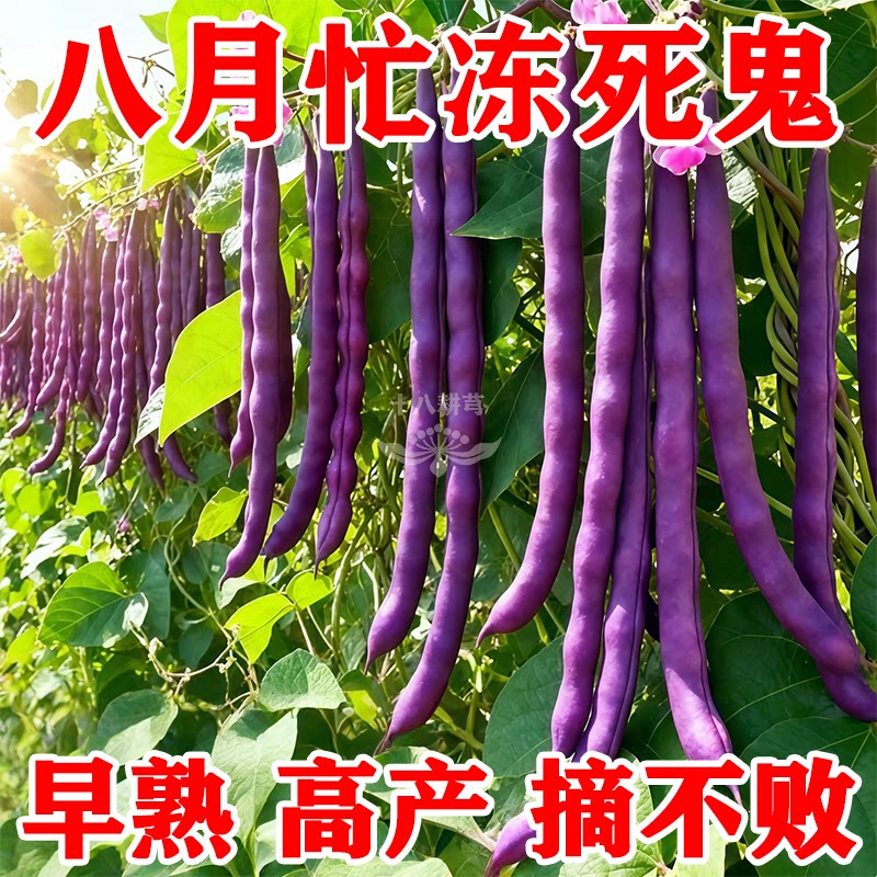 八月忙冻死鬼无筋长芸豆种子