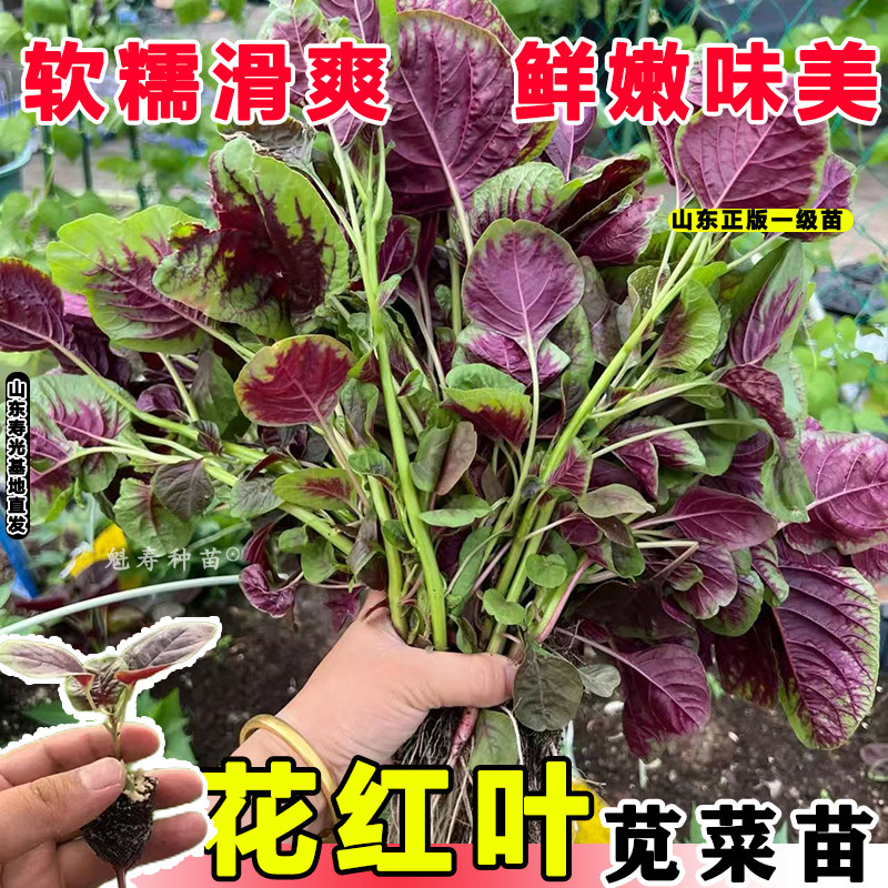 四季耐热易种阳台盆栽苋菜苗