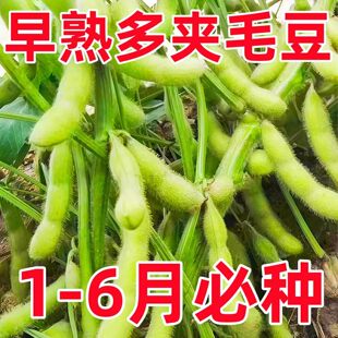 春播必种大粒毛豆种子种籽孑黄豆大豆春季特早熟大全菜种高产四季