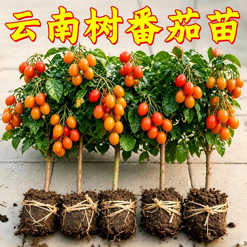 云南大树番茄盆景苗带杯发货树番茄小苗适合庭院种植无需搭架
