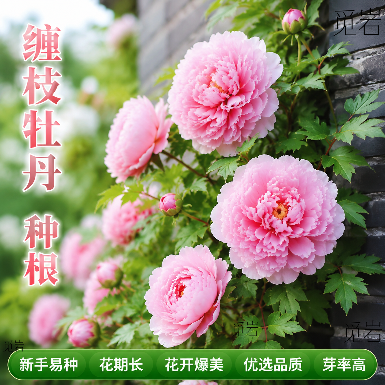 缠枝牡丹重瓣老根耐热抗冻易活