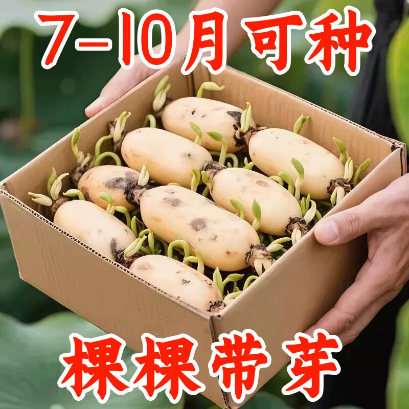 洪湖粉莲藕苗新鲜莲藕种苗湖北煲汤粉藕种苗藕秧子洪湖藕苗粉藕苗
