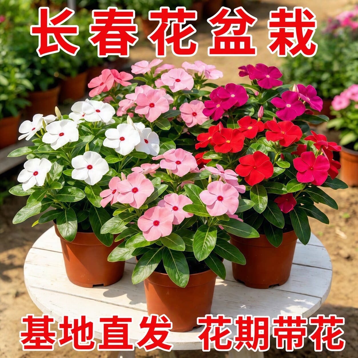 长春花盆栽耐热天天开花