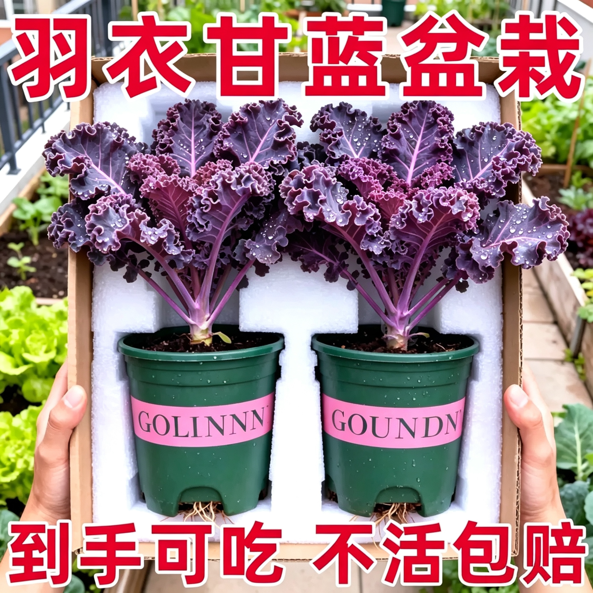 耐寒可食羽衣甘蓝大苗盆栽