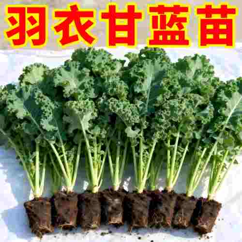 羽衣甘蓝苗高产耐寒四季可种