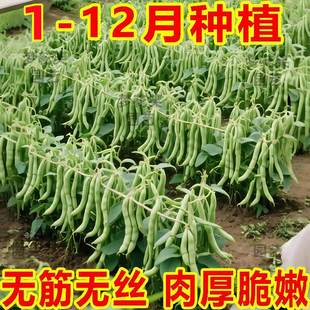 【粒粒好种】无架四季豆种子易种丰产无筋无丝春秋播种高产
