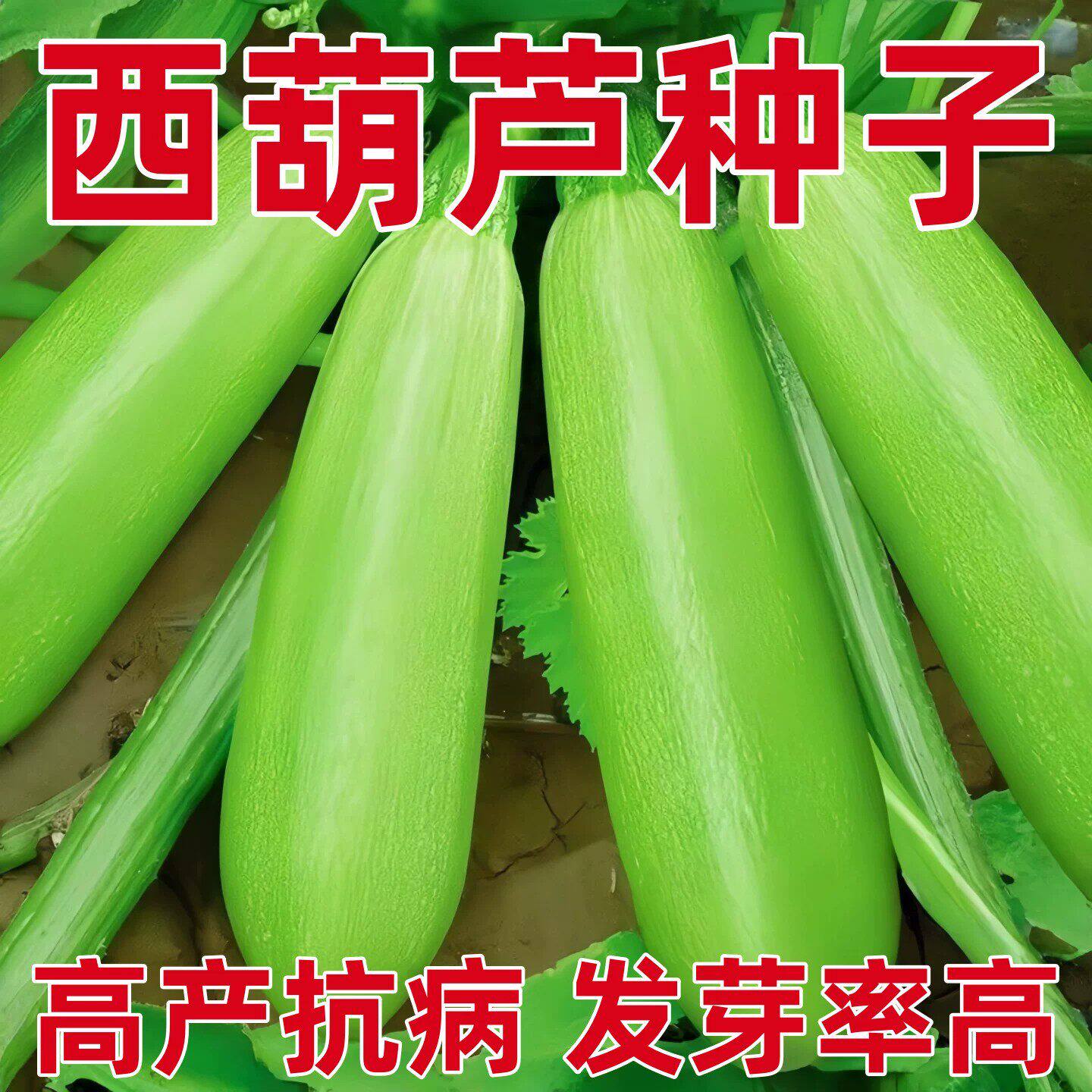 夏季专用西葫芦种子四季高产耐热秋季寿光蔬菜西胡芦种籽苗秧北瓜
