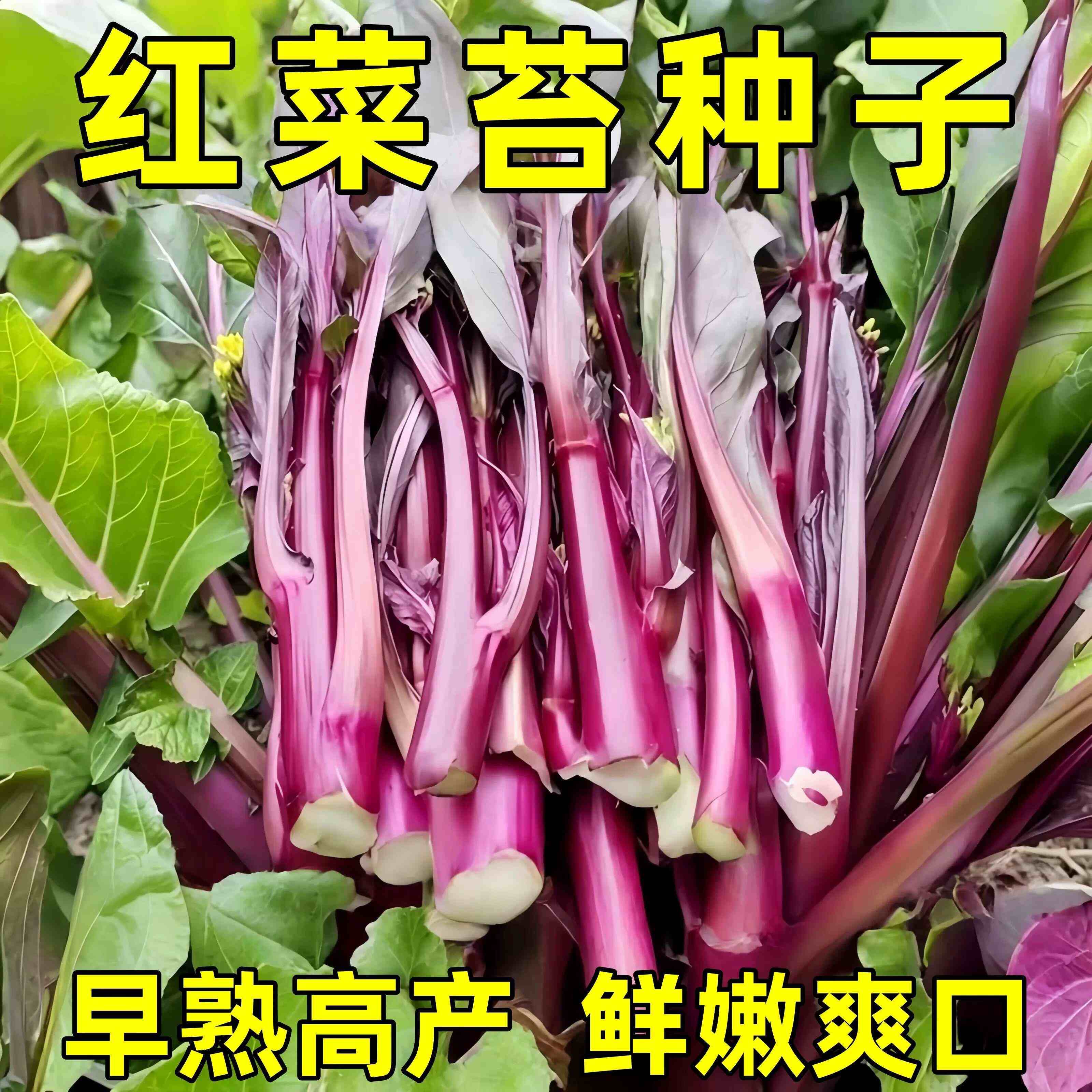 红菜苔红菜心种子四季高产早熟