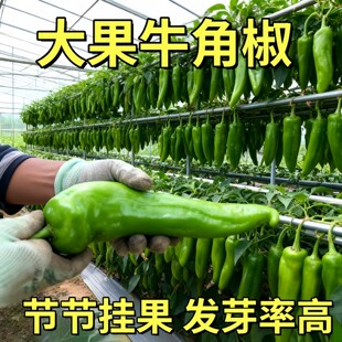 特大牛角椒种子大果羊角青椒尖椒辣椒苗种籽微辣新品种春季蔬菜孑