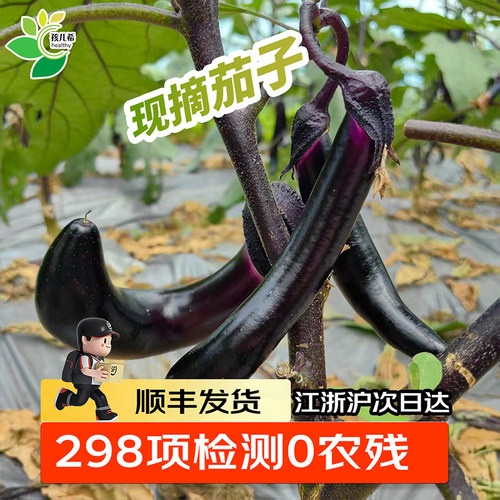 【无农残】茄子新鲜现摘顺丰包邮