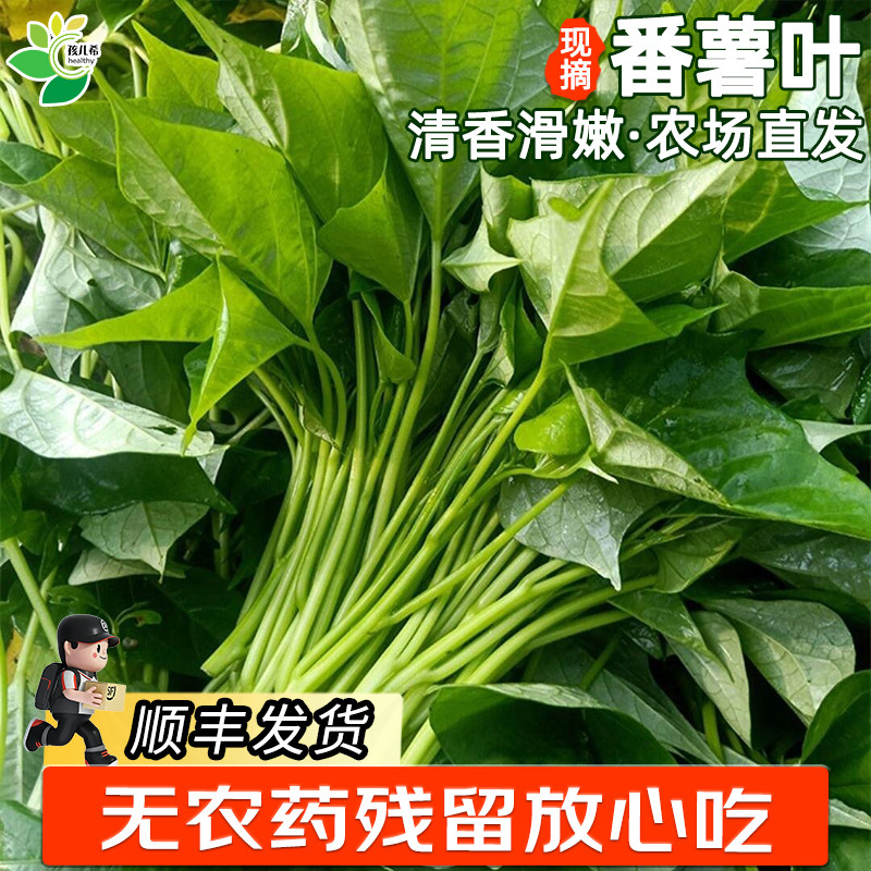 孩儿希 番薯叶地瓜红薯叶苕尖长寿菜农家蔬菜现摘嫩尖食用无农残