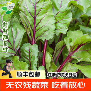 孩儿希 甜菜叶新鲜现摘蔬菜榨汁当季无农残顺丰发货