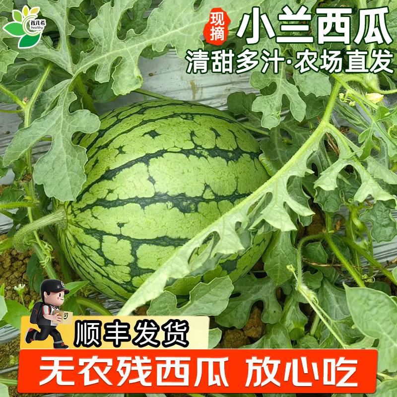 孩儿希 小兰西瓜现摘脆甜多汁黄壤有籽当季水果礼盒生态种植顺丰