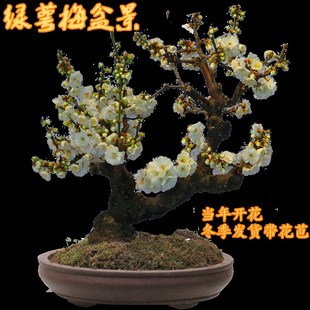 精品原生绿梅盆景树桩绿萼梅花盆栽桩老室内耐寒花带卉花苞