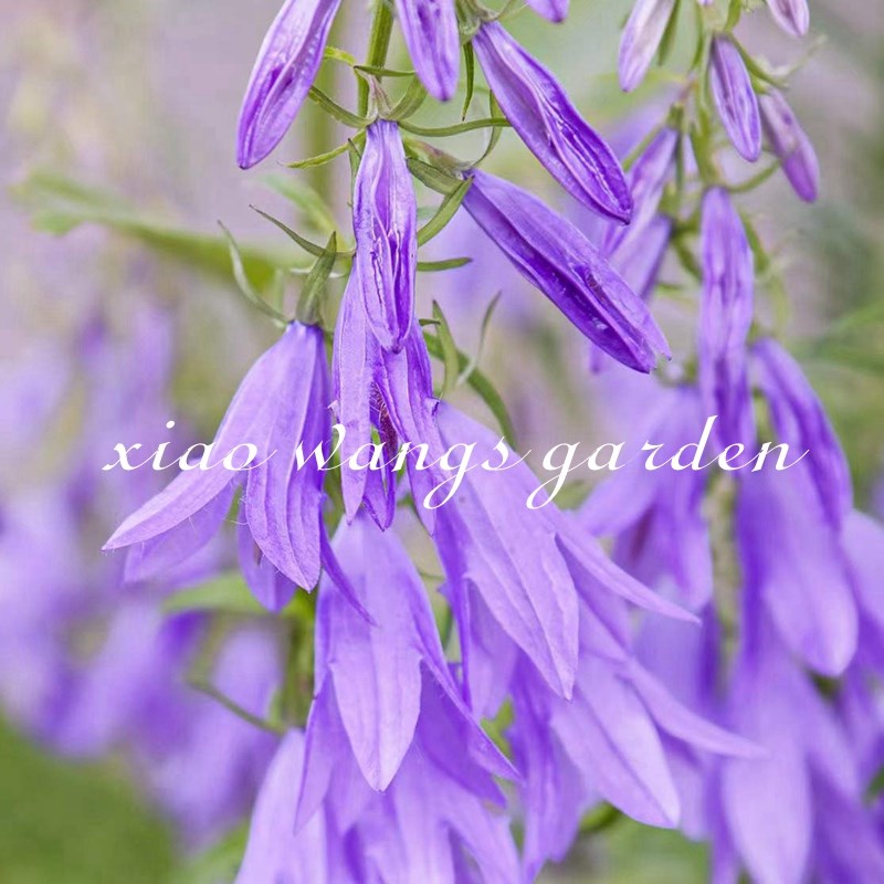 小汪的四季植物园轮状风铃草淡紫色切花好养花园庭院耐寒盆栽花苗