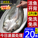 海鲈鱼开背新鲜冷冻鲜活深海鱼白蕉七星海卢鱼水产烤鱼半成品商用