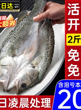 海鲈鱼开背新鲜冷冻鲜活深海鱼白蕉七星海卢鱼水产烤鱼半成品商用