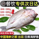海鲈鱼开背新鲜海鱼冷冻烤鱼深海鱼白蕉七星海卢鱼半成品商用批发