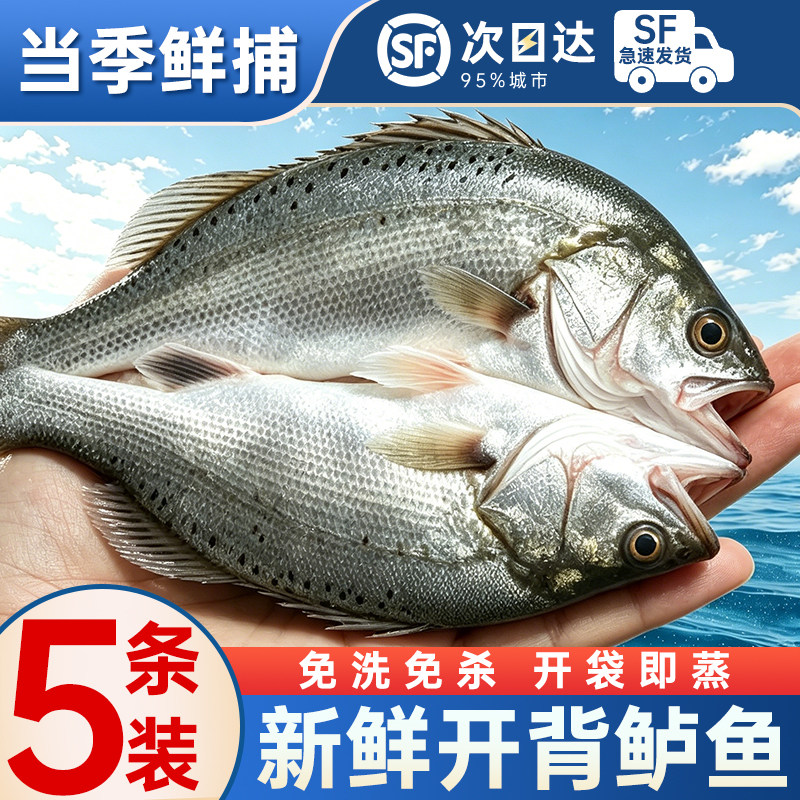 海鲈鱼新货鲜冷冻烤鱼半成品清蒸图片