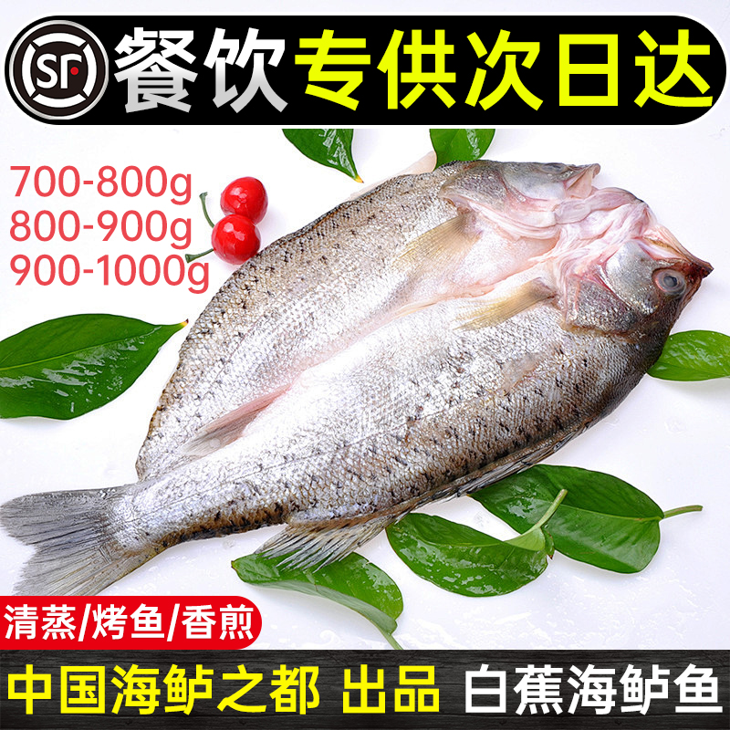 新鲜海鲈鱼开背商用半成品