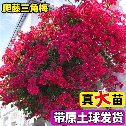 爬藤植物重瓣中国红盆栽带花老桩庭院四季开花耐寒名贵花卉