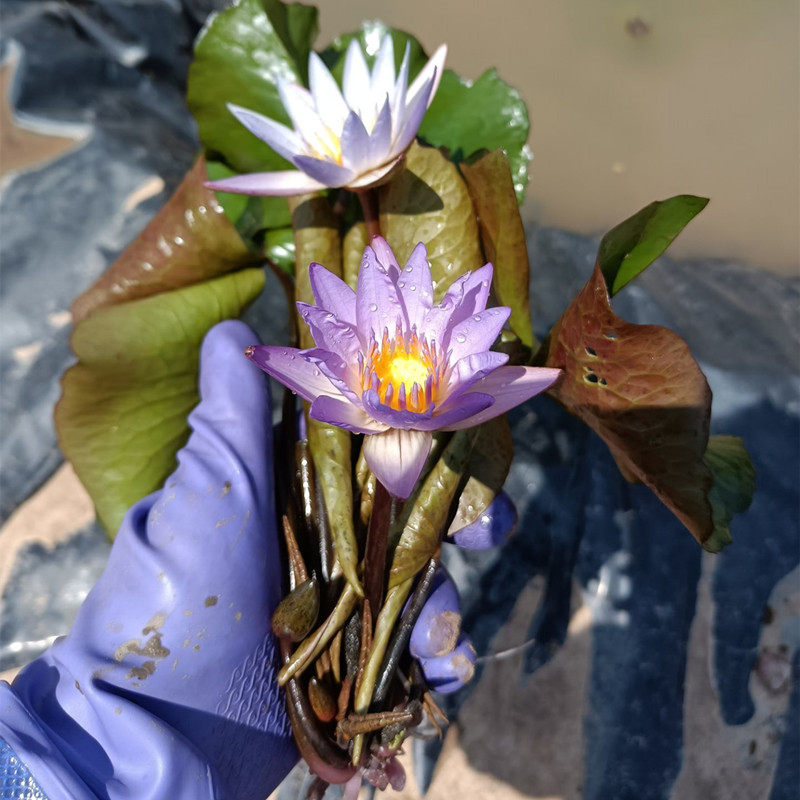 蓝色小花睡莲香型带花苞家庭莲栽水碗水生植物四季花卉培盆根块茎