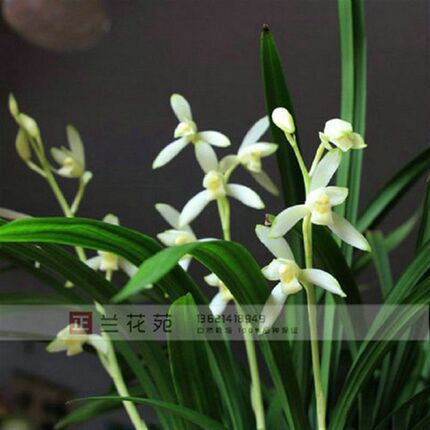 带花建 特壮苗 多小芽 青山 苞兰苗铭品 四季兰苗素心 清极香