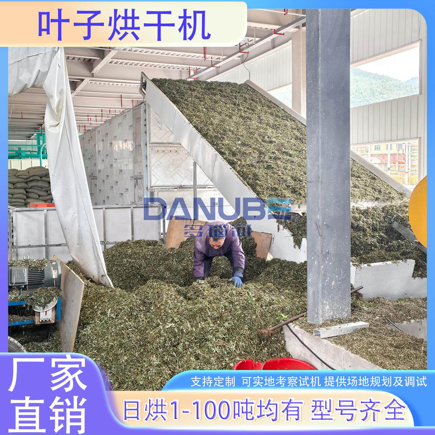 叶子烘干机 树叶银杏叶构叶侧柏树叶桑叶干燥机 网带叶子烘干设备