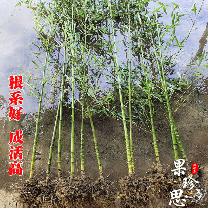四季青罗汉竹苗佛庭竹院苗盆栽景观竹肚子室内观赏竹小型竹子植物