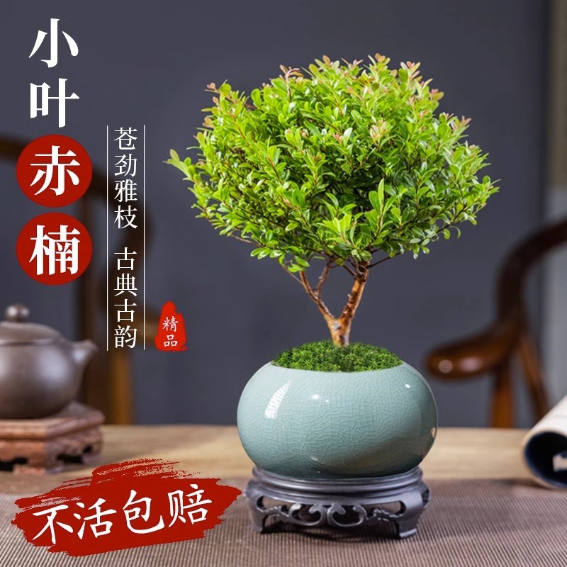 小叶赤楠老桩盆景客厅内桌栽耐阴绿植物四季常青微景观