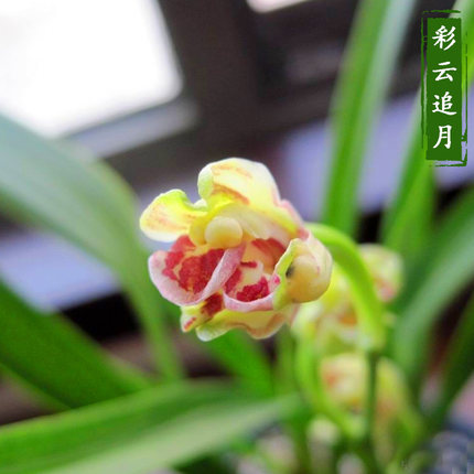 兰花苗客厅花卉阳台绿植盆栽浓香老种兰花建兰【彩云追月】
