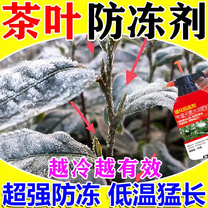 茶叶防冻剂冬季植物防冻防寒保温保暖液罩生根壮苗抗根腐叶子变黄