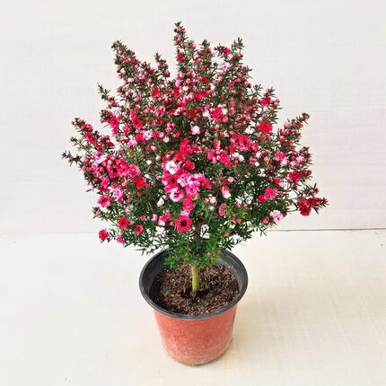 松红梅盆栽带盆栽好发货 带花苞