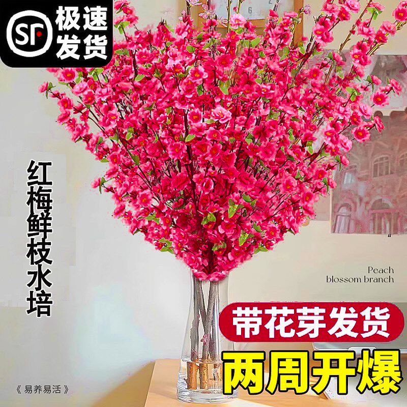 红梅干枝水培桃花鲜枝腊梅鲜花室内花卉雪柳干支水养冬季开花植物